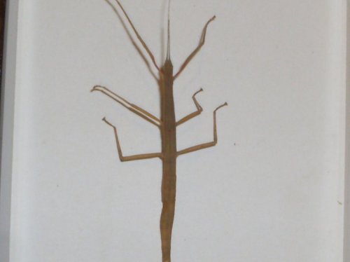 insects 004.jpg