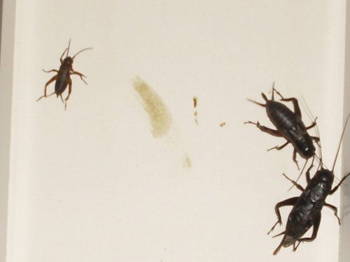 insects 002.JPG