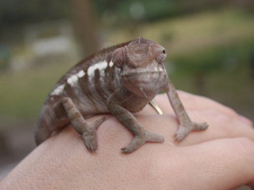 little female2.jpg