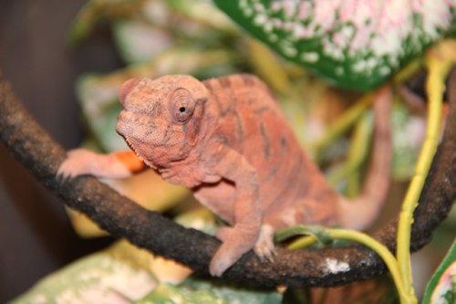 female3 - Copy.jpg