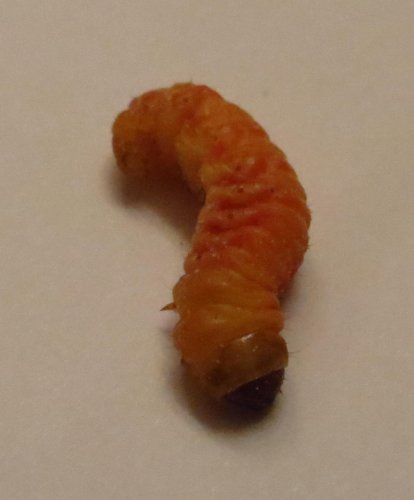 Butter Worm 1.jpg