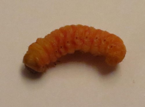 Butter Worm 2.jpg