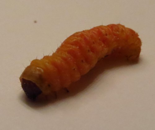 Butter worm 3.jpg