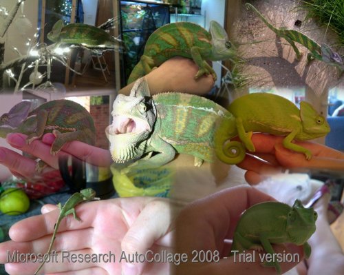 AutoCollage_AutoCollage_8_Images.jpg