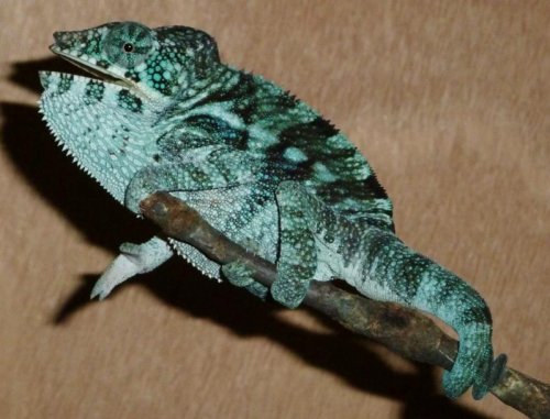 P1040225 (800x610).jpg