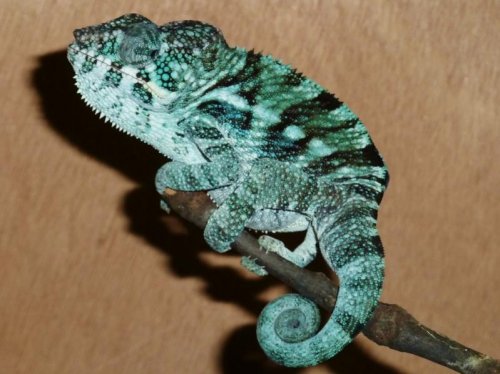 P1040228 (800x600).jpg