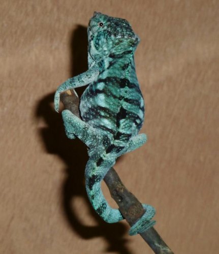 P1040229 (691x800).jpg