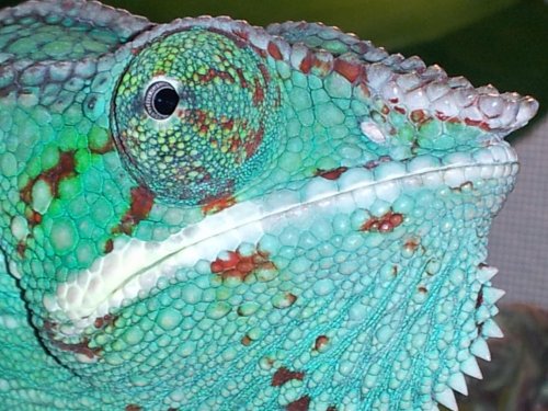 Rango Jr 1-13.jpg