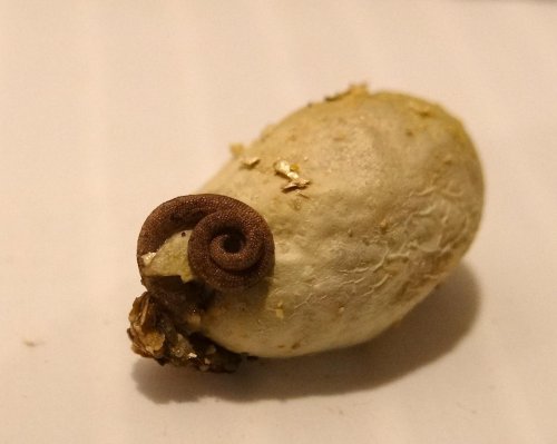 egg9.jpg