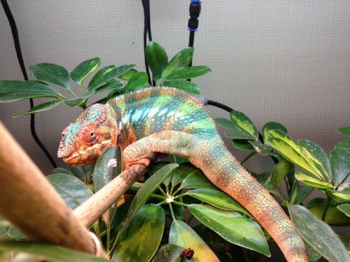 ambilobe male sire.jpg