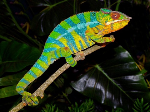Females sire Hunter.jpg