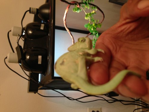 image.jpg