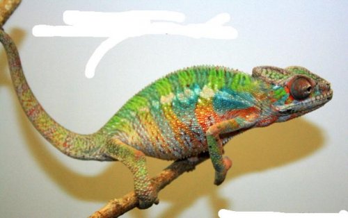 Chameleon.jpg