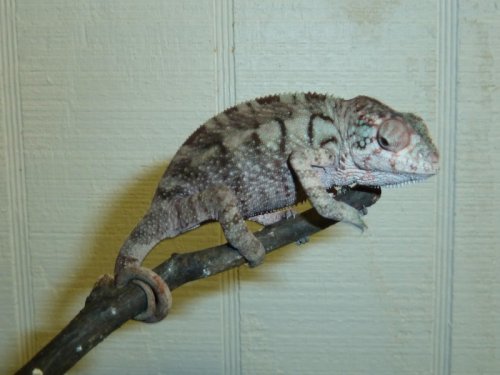 ambanja female 1 (800x600).jpg