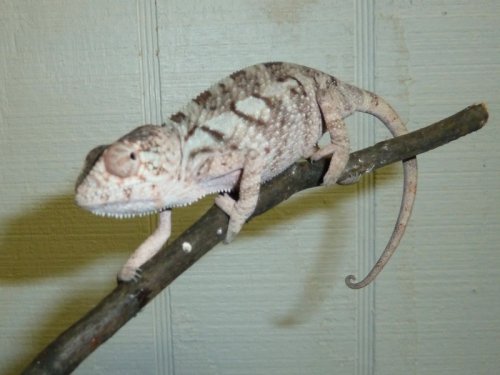 ambanja female 2 (800x600).jpg