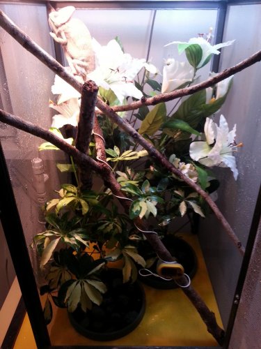 Pepito's Cage 1.jpg