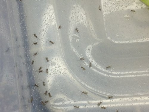 baby crickets.jpg