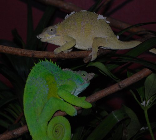 lovely couple 001.jpg