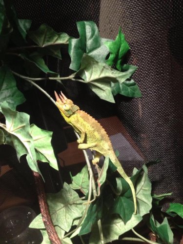 Jackson's Climbing.jpg