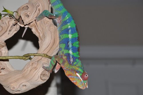 camera pics 1-26-2013 039.jpg