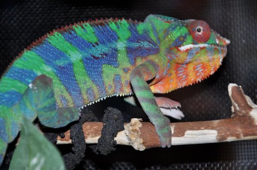 camera pics 1-26-2013 019.jpg