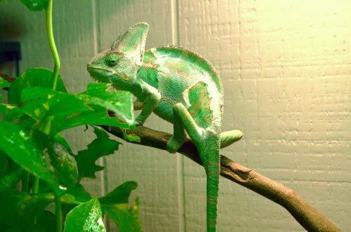 picasso shed 002.jpg