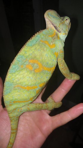 TINKERBELL TURQUOISE SUNBURST VEILED BREEDER.jpg TINKERBELL TURQUOISE SUNBURST VEILED BREEDER.jpg