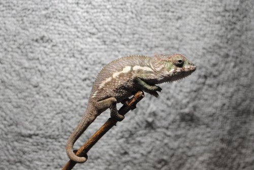 DSC_0437.jpg