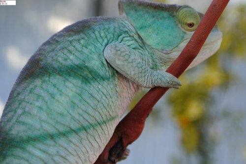 Parsonii Babies 1-31-13 011.jpg