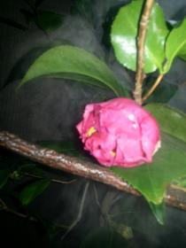 20130203_071154.jpg