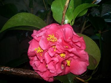 20130205_052931.jpg