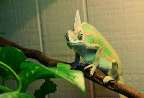 Picasso dirty looks 002.jpg