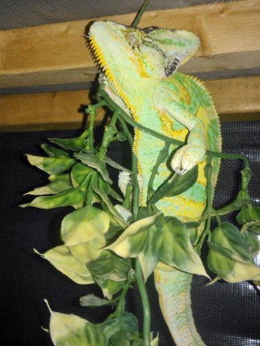 Ringo1yr2m2.jpg