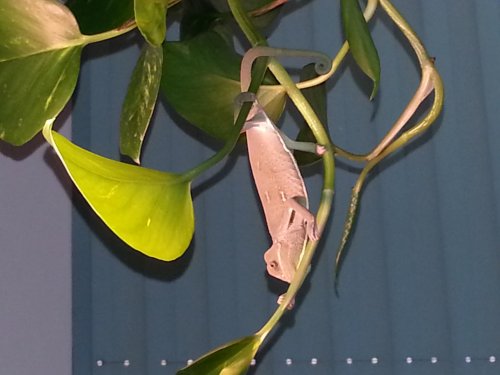 dochinplant.jpg