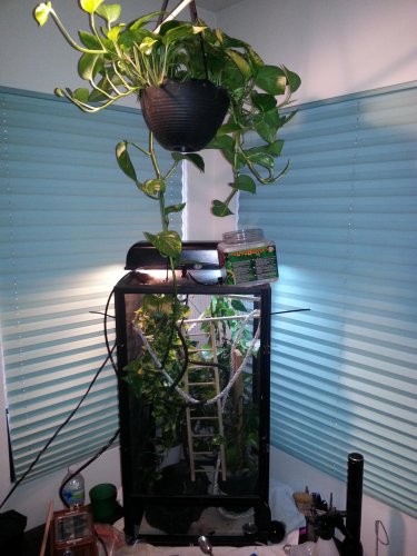 cageplant.jpg