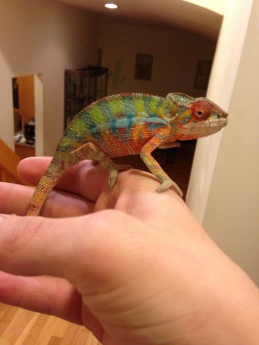 blue bar ambilobe at 3.5 months old.jpg