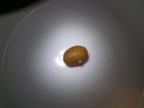 prematureegg.jpg