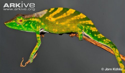 Calumma-tarzan-male-on-branch.jpg
