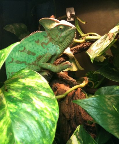 Cupfeeding Isis Oct`12 007.JPG