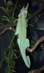 IMAG0154.jpg