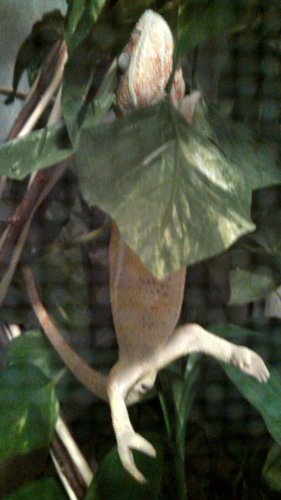 IMG_20130216_202634_135.jpg