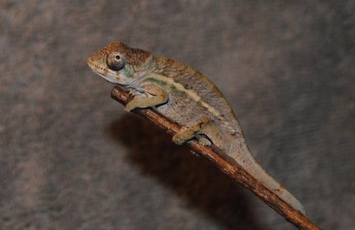 DSC_0590_zpscaba04c8.jpg