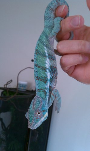 chameleon.jpg