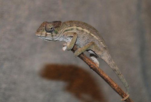 DSC_0566_zps7011cf42.jpg