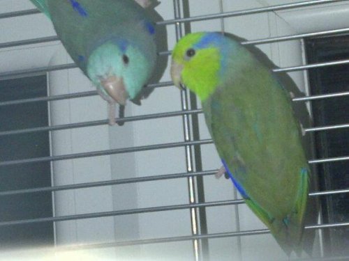 parrotlets.jpg