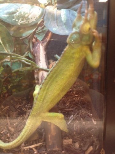 chameleon petsmart .jpg