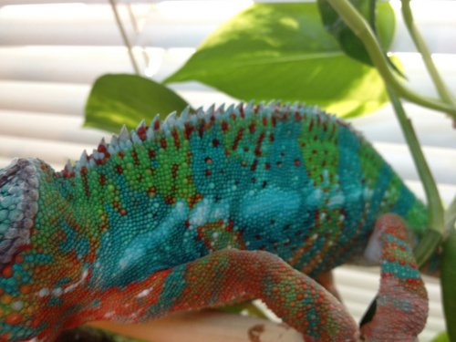 ImageUploadedByTapatalk1361201096.944935.jpg