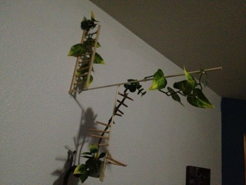 ImageUploadedByTapatalk1361279682.360220.jpg