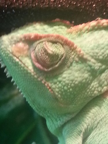 left eye.jpg
