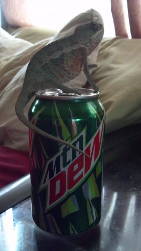 Sven on Mt Dew.jpg
